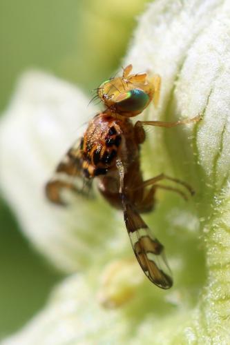 Réf. 257 379 : Goniglossum wiedemanni